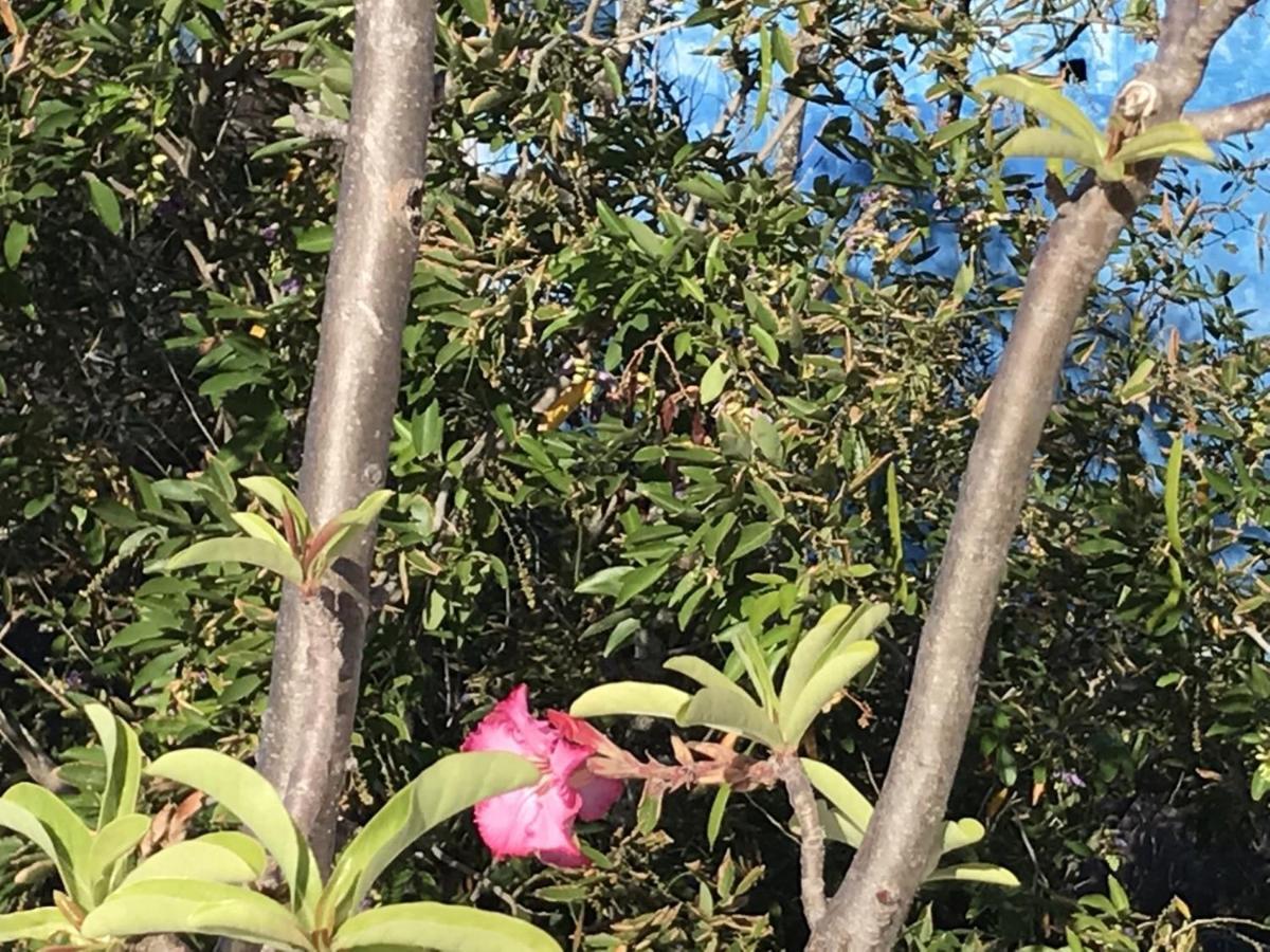 Encanto das Flores Praia de Pipa Exterior foto