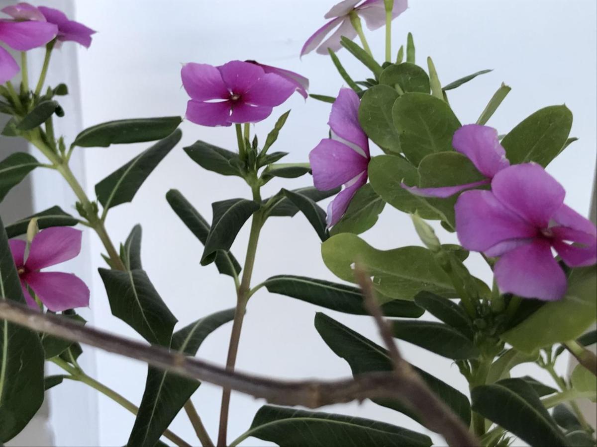 Encanto das Flores Praia de Pipa Exterior foto